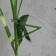 よっしーの画像
