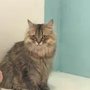 ちょりお