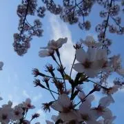 グレゴリオ先生の画像