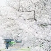 Yico♡の画像