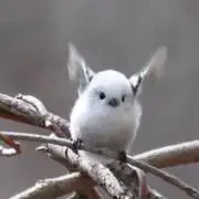 abc＊ˇ◡ˇ＊