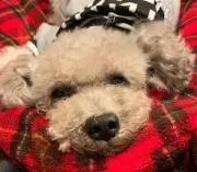 ひめさまの画像