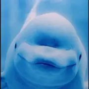 レーナ