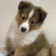 ぴいの画像