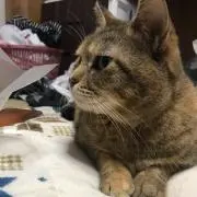佐藤の画像