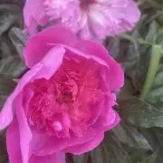 Haruruの画像