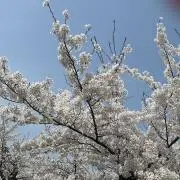 らんりりん⭐︎の画像