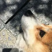 ルナの画像