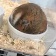 ぽぽたの画像