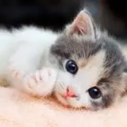 ゆた✨迅速取引の画像