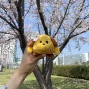 たこやきの画像