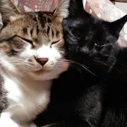 永ちゃんの画像