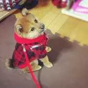 むぅの画像