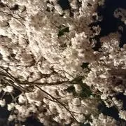 オレンジ