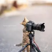 まやら