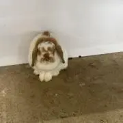 まつ