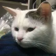 たなか なおみ