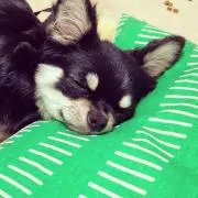 おすぎの画像