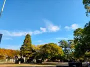 ななピピの画像