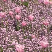 わかなの画像