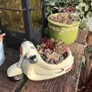 よっしーの画像