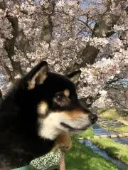 kinakoの画像