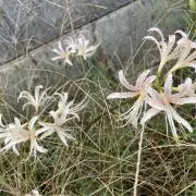 かんな