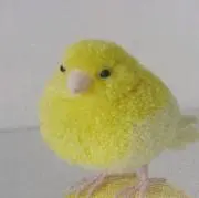 ぴのこ