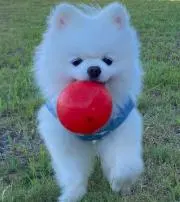 獅子丸