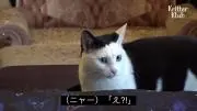 かの画像
