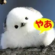 南風ショップ☺️✨送料無料・即購入OKの画像