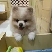 ヨングの画像
