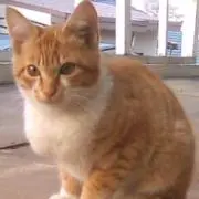 ソルトの画像