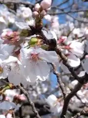 Rayの画像