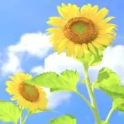 ひまわり