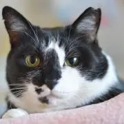 Ray3260の画像