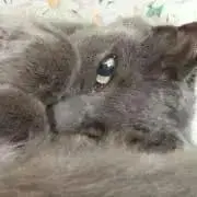 チャッピー