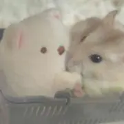 kaedeの画像