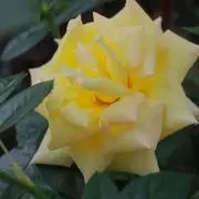 かずの画像