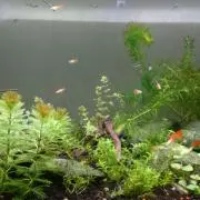 るんるん