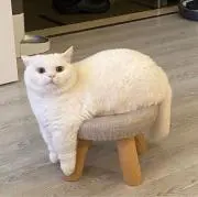 はしるさばの画像