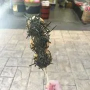 もちもち団子の画像