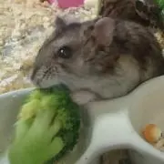 T.Sの画像