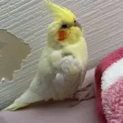 JAPAN？の画像