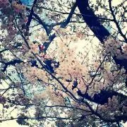 めい