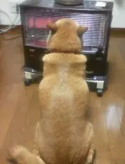 bu_kaの画像