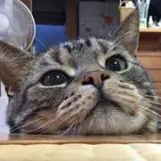 あっこ
