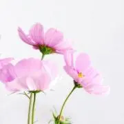 山崎【おまとめ割対応】の画像
