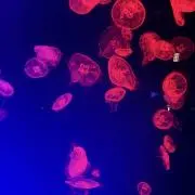 そーだ