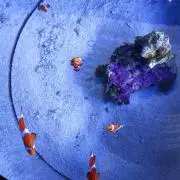 ミニトマトの画像